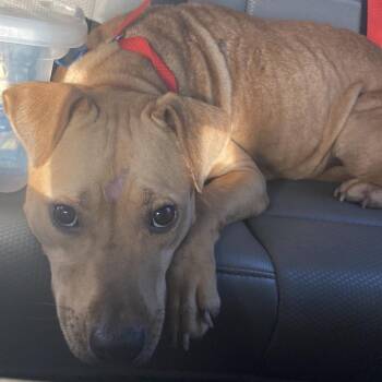 Jennette McCurdy -  Pit Bull Terrier Dog for Adoption in Beaumont, Texas - Jennette McCurdy | PetCurious