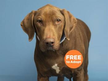 Labrador Retriever and Mixed Breed Dogs Available for Adoption in Phoenix, Arizona - STONY | PetCurious