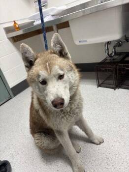 Gio -  Husky Dog for Adoption in Oakland, California - Gio | PetCurious