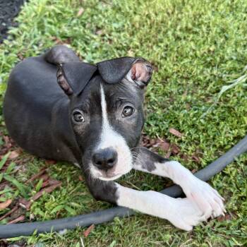 Pina -  Terrier and Labrador Retriever Dog for Adoption in Copiague, New York - Pina | PetCurious