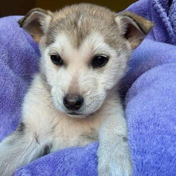 Husky Dogs Available for Adoption in Tuba City, Arizona - Delilah | PetCurious