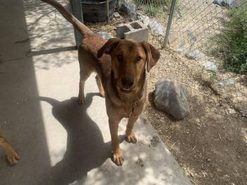 Doberman Pinscher and Retriever Dogs Available for Adoption in Salmon, Idaho - Briar | PetCurious
