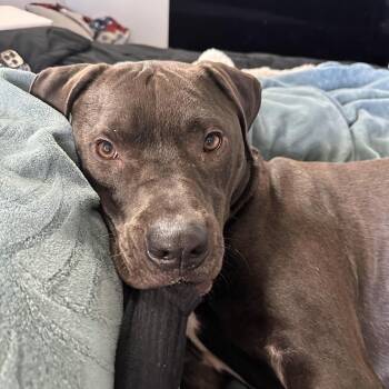 Logan - AVAILABLE -  Pit Bull Terrier and Labrador Retriever Dog for Adoption in Seattle, Washington - Logan - AVAILABLE | PetCurious