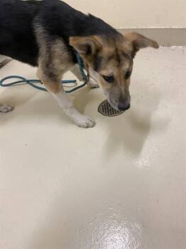 Rescue Siberian Husky Dogs for Adoption in Fremont, California - LATTE | PetCurious