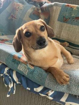 Sami -  Mixed Breed Dog for Adoption in Taycheedah, Wisconsin - Sami | PetCurious