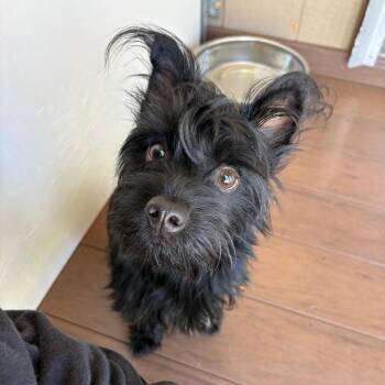 George -  Yorkshire Terrier Dog for Adoption in Yucaipa, California - George | PetCurious