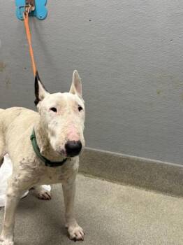 Rescue Bull Terrier Dogs for Adoption in Las Vegas, Nevada - NAVAD | PetCurious