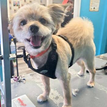 Yorkshire Terrier and Pomeranian Dogs Available for Adoption in Worcester, Massachusetts - Louie | PetCurious