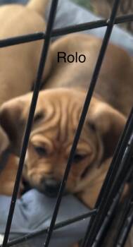 Dachshund and Pug Dogs Available for Adoption in Modesto, California - Rolo | PetCurious