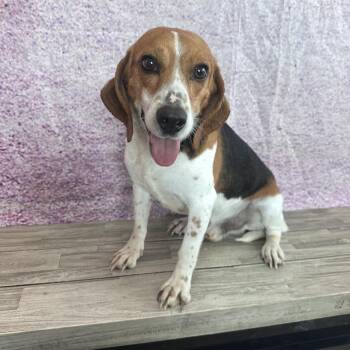 Boston Terrier Dogs Available for Adoption in Normal, Illinois - Slinky | PetCurious