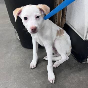 Rex -  Chihuahua and Mixed Breed Dog for Adoption in Tampa, Florida - Rex | PetCurious