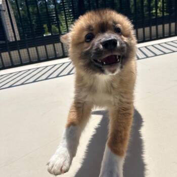 Isabella 22747 -  Great Pyrenees and Mixed Breed Dog for Adoption in Cumming, Georgia - Isabella 22747 | PetCurious