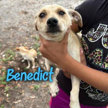 Benedict -  Chihuahua Dog for Adoption in Tampa, Florida - Benedict | PetCurious