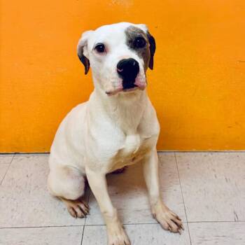 MAYA -  Catahoula Leopard Dog and Labrador Retriever Dog for Adoption in Joshua Tree, California - MAYA | PetCurious