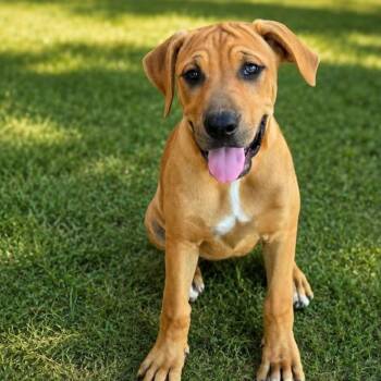 Ivy -  Boxer and Hound Dog for Adoption in Plainfield, Connecticut - Ivy | PetCurious