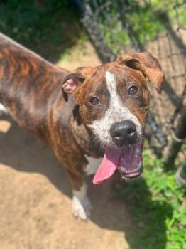 Bubby -  Hound Dog for Adoption in Stafford, Virginia - Bubby | PetCurious
