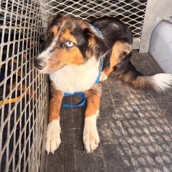 Riley -  Australian Shepherd and Mixed Breed Dog for Adoption in Edinburg, Texas - Riley | PetCurious
