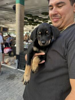 LITTER OF 8 - Puppy 2 -  Rottweiler and Black Labrador Retriever Dog for Adoption in North Miami Beach, Florida - LITTER OF 8 - Puppy 2 | PetCurious