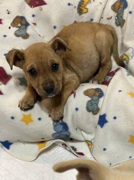 Rescue Bulldog and Australian Cattle Dog Blue Heeler Dogs for Adoption in Greensboro, Georgia - Joey | PetCurious