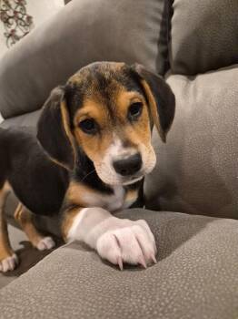 Husky Dogs Available for Adoption - Beagle Juice | PetCurious