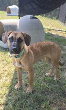 Emmy -  Mountain Cur Dog for Adoption in Shepherdsville, Kentucky - Emmy | PetCurious
