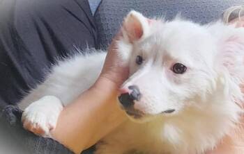 Rescue Pomeranian Dogs for Adoption in San Diego, California - Jo-C | PetCurious