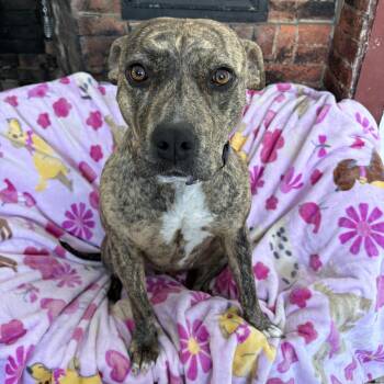 Pit Bull Terrier Dogs Available for Adoption - Tigger | PetCurious