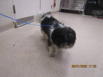 Bentley(323) -  Shih Tzu Dog for Adoption in Marietta, Georgia - Bentley(323) | PetCurious