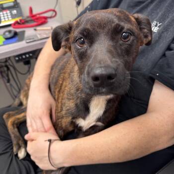 Mj -  Mixed Breed Dog for Adoption in Columbiana, Alabama - Mj | PetCurious