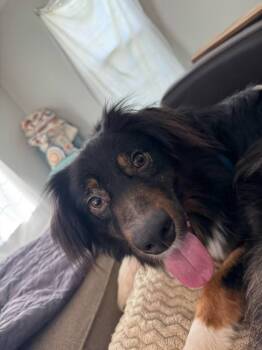 Rescue Australian Shepherd Dogs for Adoption in Ontario, California - Jake SC NKA Boone | PetCurious