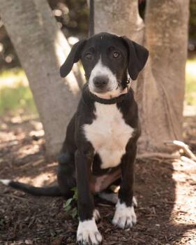LILLIE -  Pointer Dog for Adoption in Southaven, Mississippi - LILLIE | PetCurious