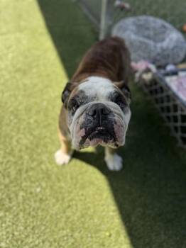 SIR RUFFORD -  English Bulldog Dog for Adoption in Chula Vista, California - SIR RUFFORD | PetCurious