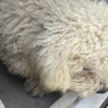Chimi -  Poodle and Mixed Breed Dog for Adoption in Edinburg, Texas - Chimi | PetCurious