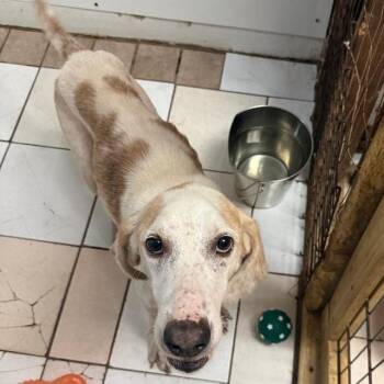 Cameron -  Coonhound Dog for Adoption in North Myrtle Beach, South Carolina - Cameron | PetCurious