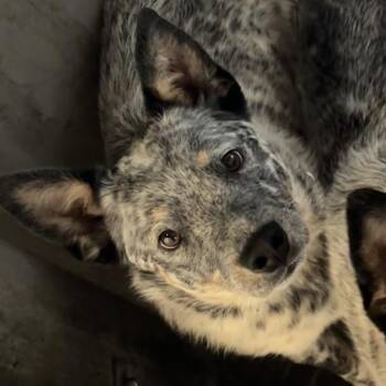 Calhoun A5786029 -  Australian Cattle Dog Blue Heeler Dog for Adoption in Los Angeles, California - Calhoun A5786029 | PetCurious
