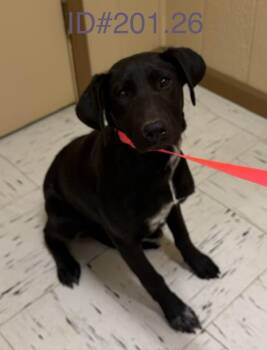 Black Labrador Retriever Dogs Available for Adoption - #201 | PetCurious