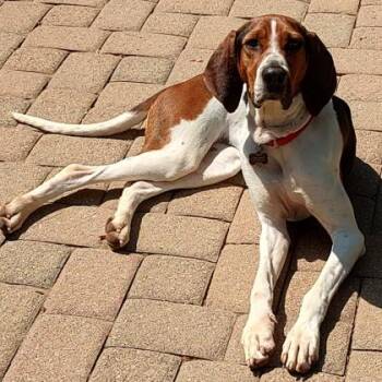 Treeing Walker Coonhound and Mixed Breed Dogs Available for Adoption in Roseville, California - Trixie | PetCurious