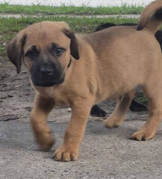 Labrador Retriever Dogs Available for Adoption in The Woodlands, Texas - Hercules | PetCurious