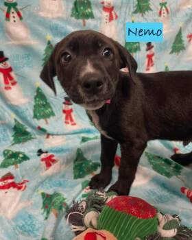 Rescue Mixed Breed Dogs for Adoption in Rock Hill, New York - Nemo | PetCurious