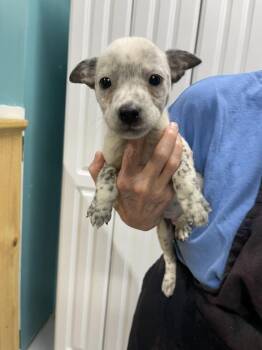 Dingo -  Cattle Dog and Mixed Breed Dog for Adoption in Chattanooga, Tennessee - Dingo | PetCurious