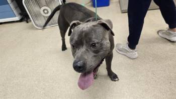 Rescue Pit Bull Terrier Dogs for Adoption in Riverside, California - REIN | PetCurious