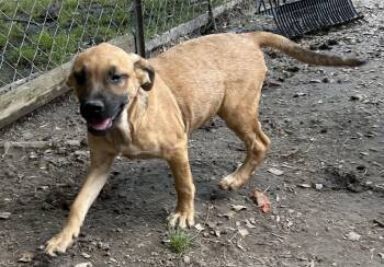 German Shepherd Dog Dogs Available for Adoption in Pine Bluff, Arkansas - Wilbur | PetCurious