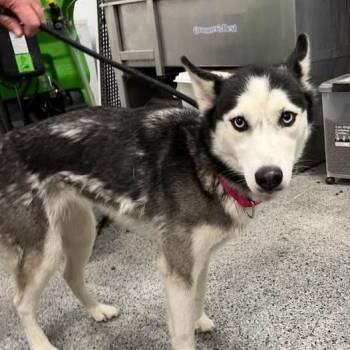 Tikani -  Husky Dog for Adoption in Jeffersonville, Indiana - Tikani | PetCurious