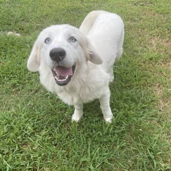 Sadie -  Pyrenean Shepherd and Great Pyrenees Dog for Adoption in Melbourne, Arkansas - Sadie | PetCurious