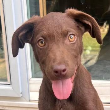 Penny -  Labrador Retriever Dog for Adoption in Concord, California - Penny | PetCurious