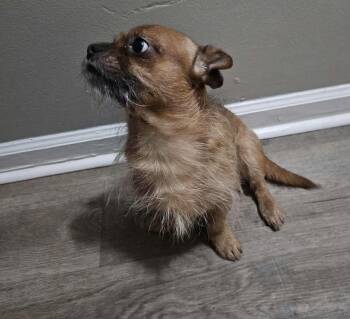 Chihuahua Dogs Available for Adoption in Westwood, New Jersey - Flynn | PetCurious
