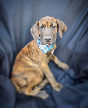 Rescue Pit Bull Terrier Dogs for Adoption in Anza, California - Fava | PetCurious