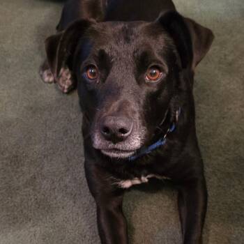 Retriever and Border Terrier Dogs Available for Adoption - Juliette | PetCurious