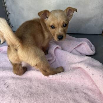Mixed Breed Dogs Available for Adoption in Greensboro, North Carolina - James Bond | PetCurious