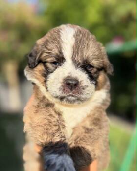 Pinot -  Mixed Breed Dog for Adoption in Mesa, Arizona - Pinot | PetCurious